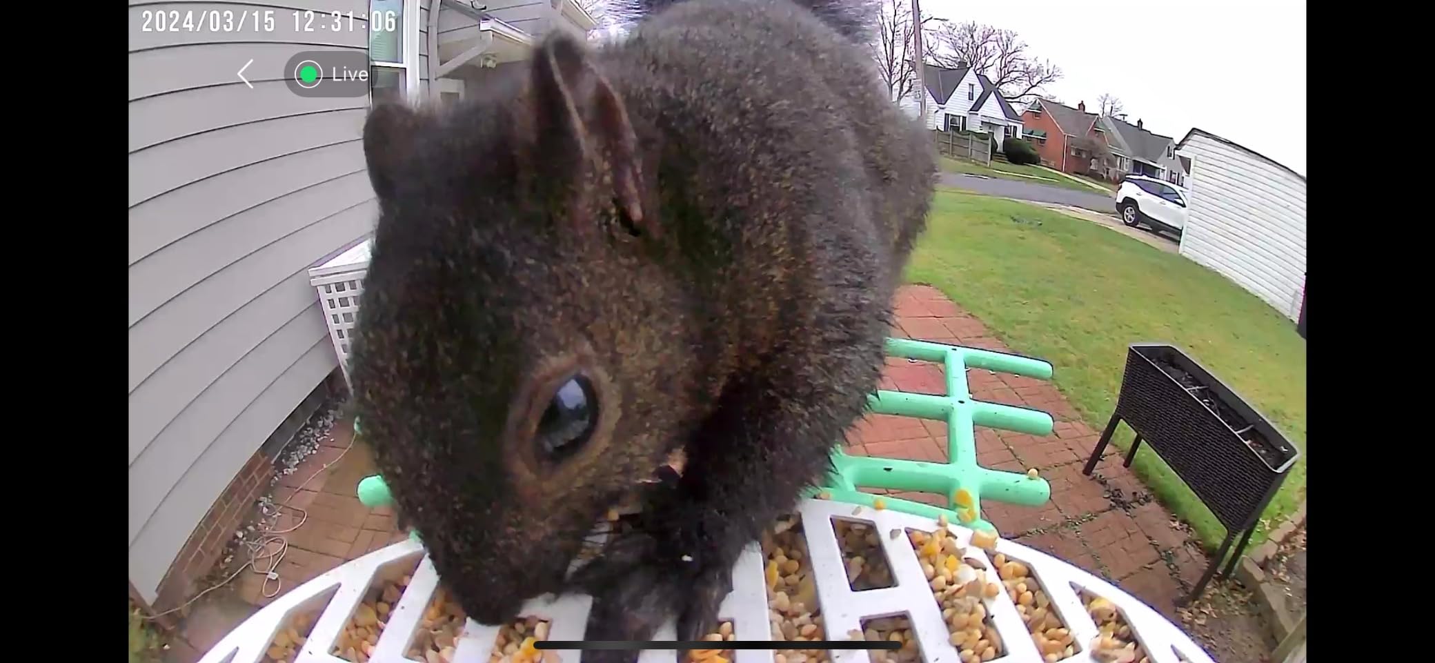 Metal Squirrel Proof Bird Feeder with Camera
